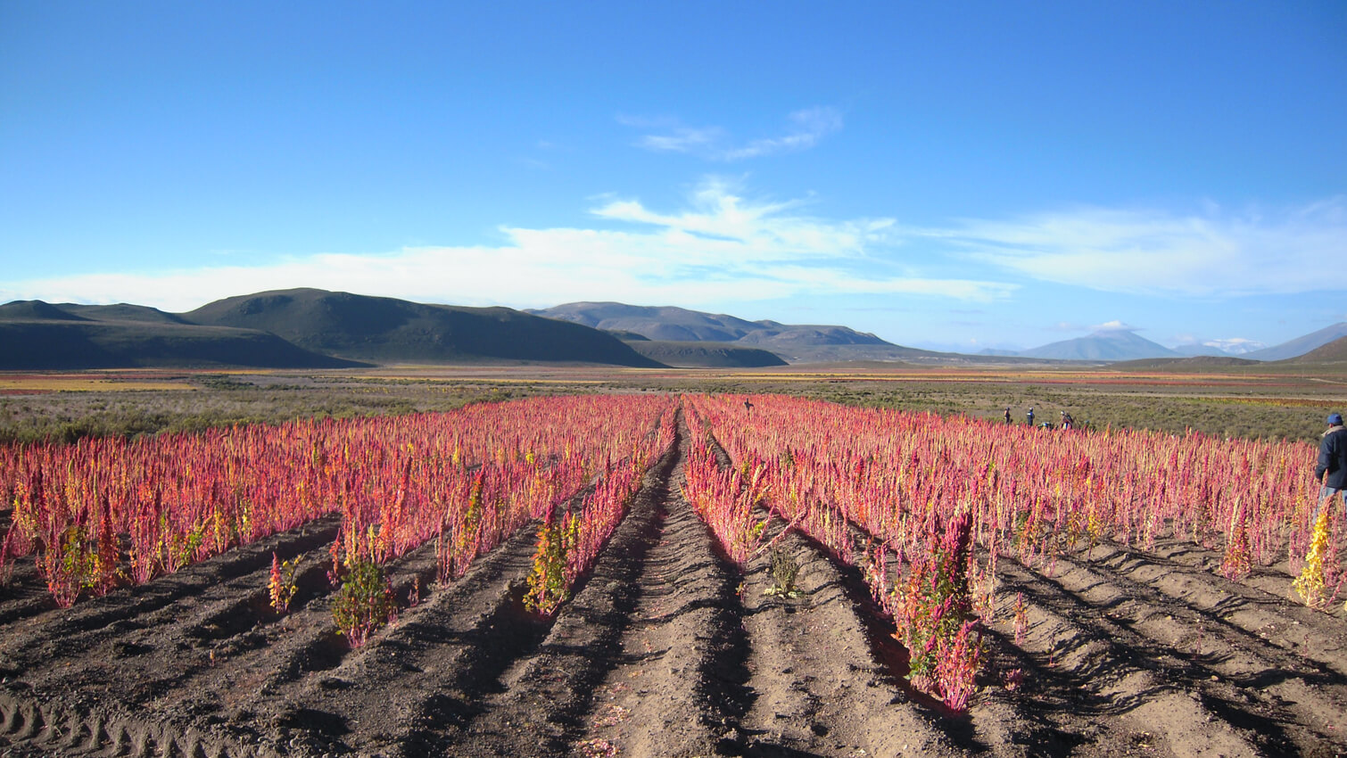 Culture de quinoa  coopÃ©rative Coprobich en Equateur - Muesli bio chocolat
